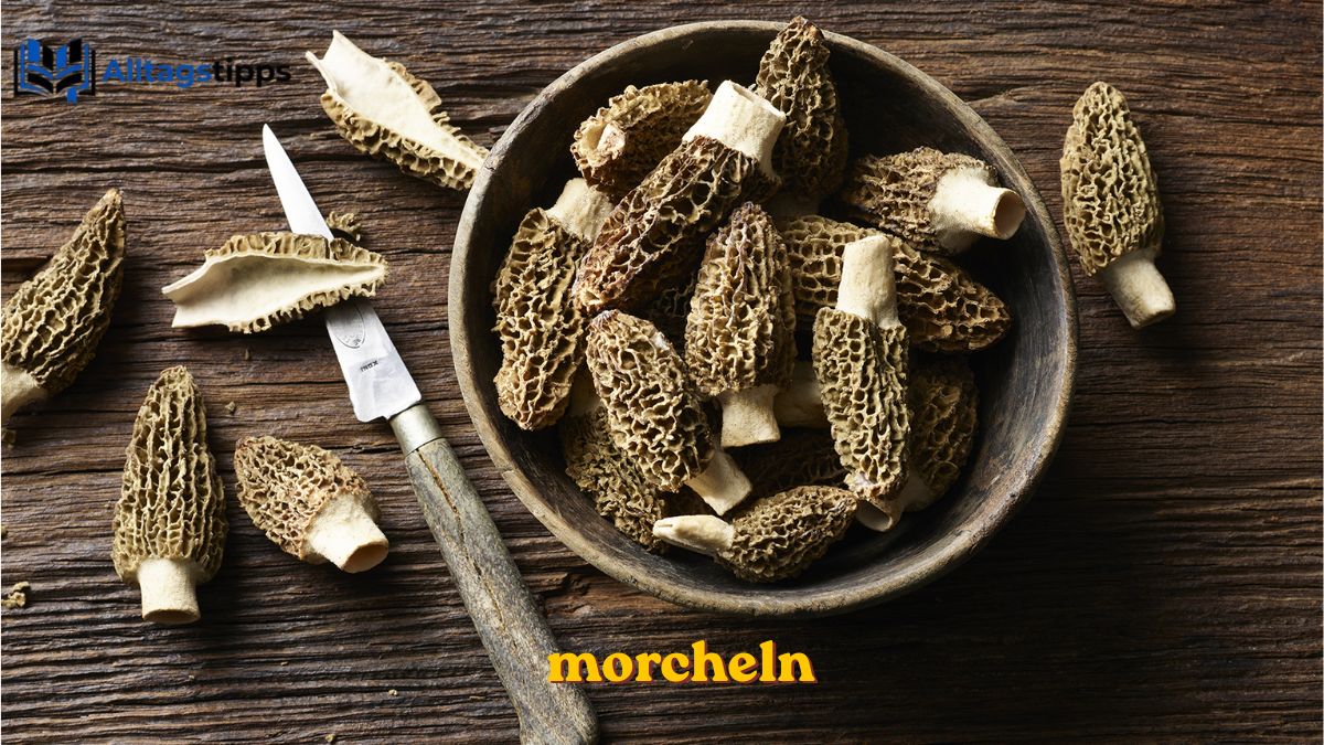 Morcheln: Finden, Kaufen und Sicher Genießen