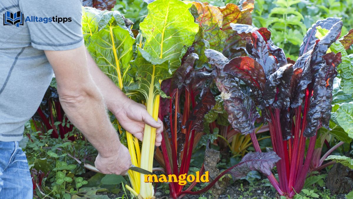 Mangold: Alles über Ernte, Rezepte, Einfrieren und den Verzehr